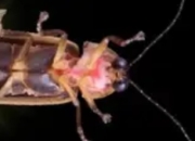 为什么萤火虫会发光：夜幕下的生物荧光密码